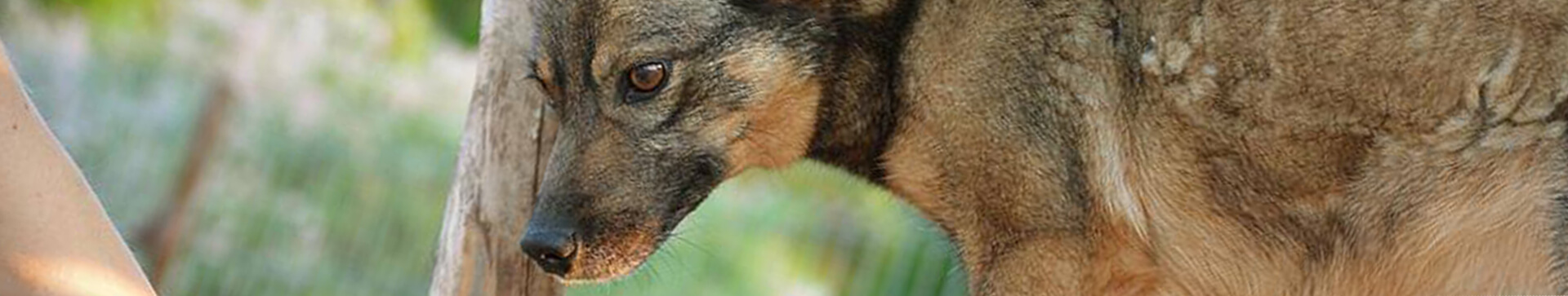 Psyhauterapia - Kącik adopcyjny