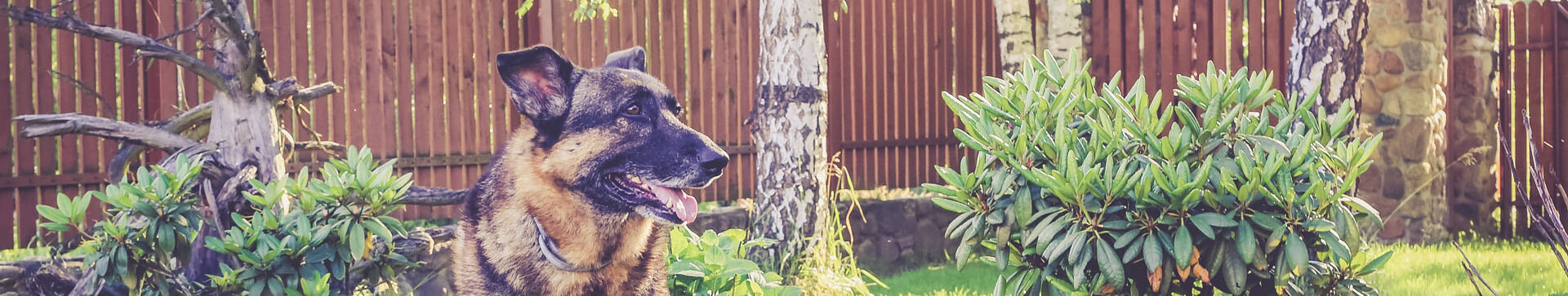 Psyhauterapia - Kalendarium