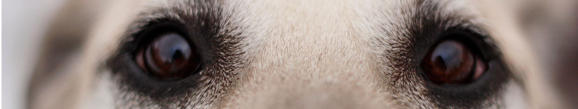 Psyhauterapia - Kontakt