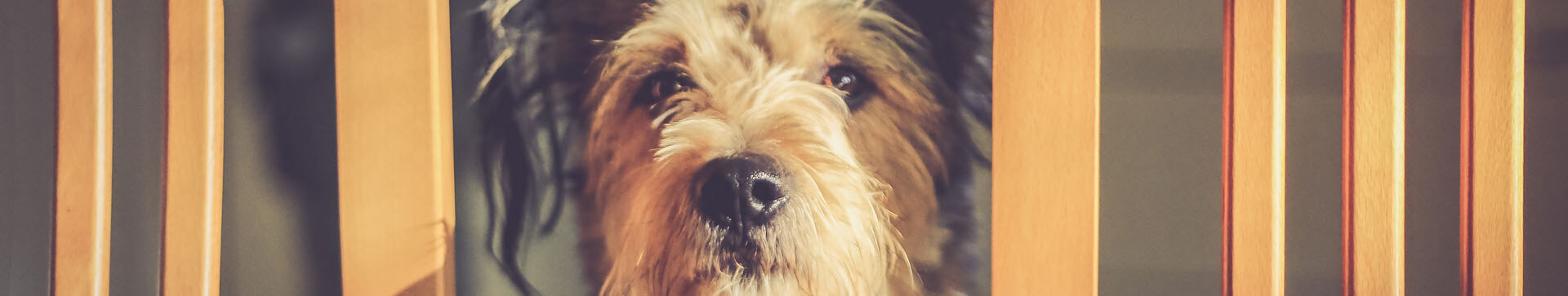 Psyhauterapia - Oferta