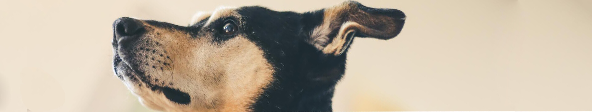 Psyhauterapia - Polecane