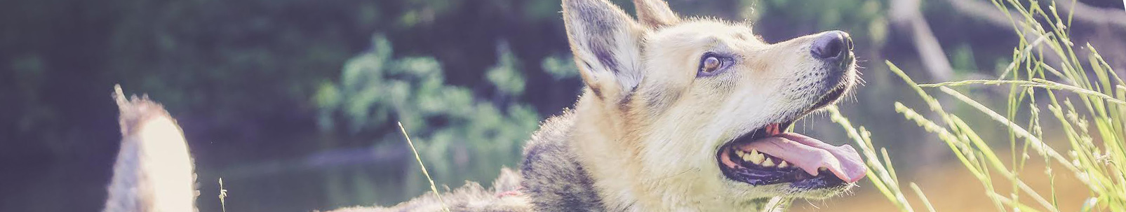 Psyhauterapia - O mnie